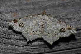 Attēlu rezultāti vaicājumam “Macaria notata”