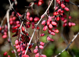 Attēlu rezultāti vaicājumam “Berberis vulgaris”