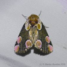 Attēlu rezultāti vaicājumam “Thyatira batis larva”