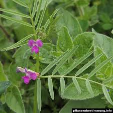 Attēlu rezultāti vaicājumam “Vicia”