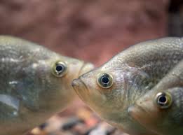 Image result for Pomoxis nigromaculatus