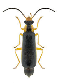 Attēlu rezultāti vaicājumam “Cantharidae”