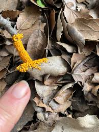 Attēlu rezultāti vaicājumam “Leocarpus fragilis var. bisporus”