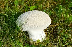 Attēlu rezultāti vaicājumam “Calvatia utriformis”