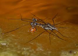 Attēlu rezultāti vaicājumam “Gerridae imago”