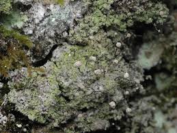 Attēlu rezultāti vaicājumam “Chaenotheca gracilenta”