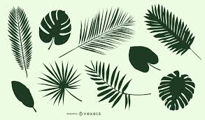 Attēlu rezultāti vaicājumam “leaf”