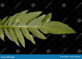 Attēlu rezultāti vaicājumam “Serratula tinctoria leaf”