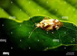 Attēlu rezultāti vaicājumam “Orthops basalis”