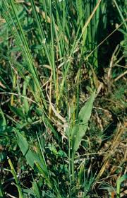 Attēlu rezultāti vaicājumam “Alisma gramineum leaf”