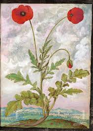 Image result for Papaver rhoeas