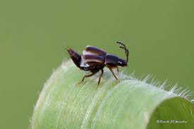 Attēlu rezultāti vaicājumam “Tachyporus sp.”