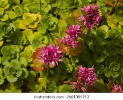 Attēlu rezultāti vaicājumam “Phedimus spurius leaf”