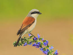 Attēlu rezultāti vaicājumam “Lanius collurio”