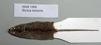 Attēlu rezultāti vaicājumam “Sicista betulina”