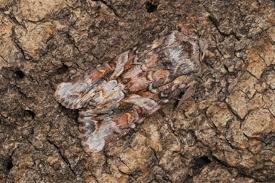 Attēlu rezultāti vaicājumam “Lacanobia contigua”