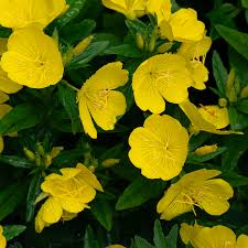 Image result for Oenothera biennis