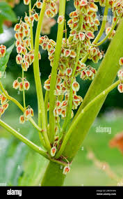 Attēlu rezultāti vaicājumam “Rheum rhabarbarum fruit”