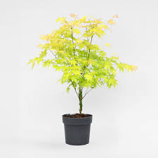 Image result for Acer palmatum `Orange Dream`
