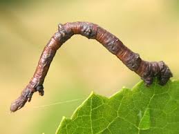 Attēlu rezultāti vaicājumam “Ennomos autumnaria male”