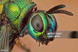 Attēlu rezultāti vaicājumam “Chrysididae”