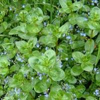 Attēlu rezultāti vaicājumam “Veronica beccabunga leaf”