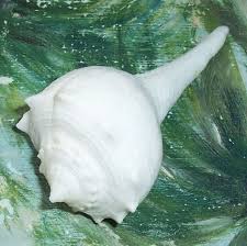 Image result for Sinistrofulgur perversum