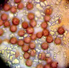 Attēlu rezultāti vaicājumam “Didymium xanthopus stalked”