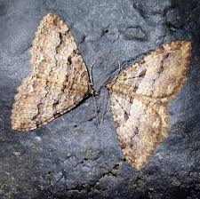 Attēlu rezultāti vaicājumam “Triphosa dubitata”