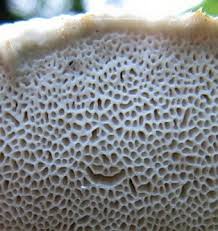 Attēlu rezultāti vaicājumam “Aurantiporus fissilis”