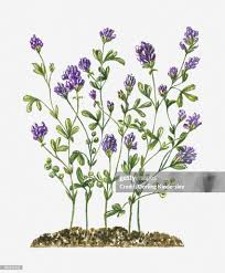 Attēlu rezultāti vaicājumam “Medicago”