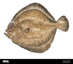 Image result for Scophthalmus maximus