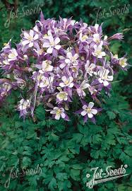 Image result for Aquilegia caerulea