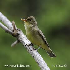 Attēlu rezultāti vaicājumam “Hippolais icterina”