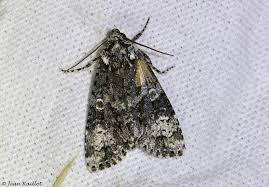 Attēlu rezultāti vaicājumam “Craniophora ligustri imago”