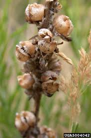 Attēlu rezultāti vaicājumam “Verbascum thapsus fruit”