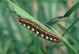 Attēlu rezultāti vaicājumam “Acronicta aceris larva”