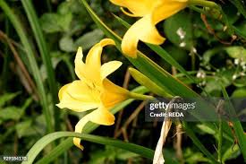 Attēlu rezultāti vaicājumam “Hemerocallis lilioasphodelus”