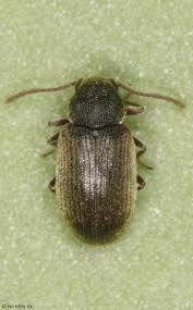 Attēlu rezultāti vaicājumam “Anobiidae”