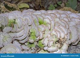 Attēlu rezultāti vaicājumam “Trichaptum biforme”