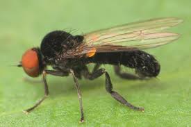 Attēlu rezultāti vaicājumam “Agathomyia wankowiczii”