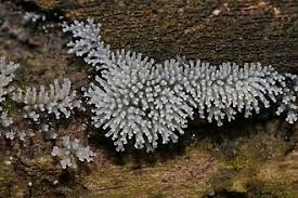 Attēlu rezultāti vaicājumam “Ceratiomyxa fruticulosa young”