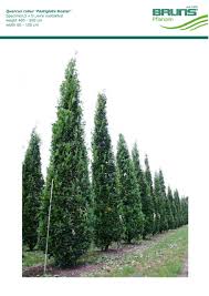 Attēlu rezultāti vaicājumam “Quercus robur Fastigiata”