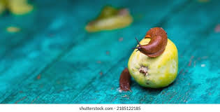 Attēlu rezultāti vaicājumam “Arion lusitanicus adult”