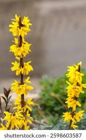 Attēlu rezultāti vaicājumam “Forsythia viridissima”