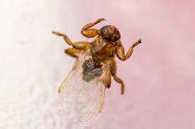 Attēlu rezultāti vaicājumam “Lipoptena cervi”