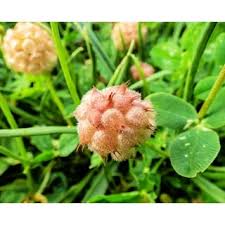 Attēlu rezultāti vaicājumam “Trifolium fragiferum fruit”