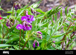 Attēlu rezultāti vaicājumam “Lathyrus vernus”