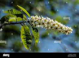 Attēlu rezultāti vaicājumam “Prunus padus var. roseiflora flower”