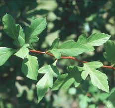 Attēlu rezultāti vaicājumam “Crataegus x macrocarpa leaf”
